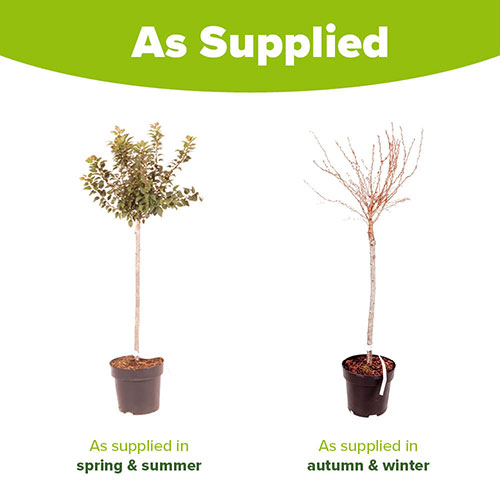 Mini-Standard Japanese Blossom Cherry Prunus Kojo-No-Mai Mini-Standard Japanese Blossom Cherry Prunus Kojo-No-Mai