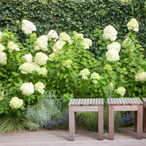 Hydrangea paniculata Limelight Hydrangea paniculata Limelight