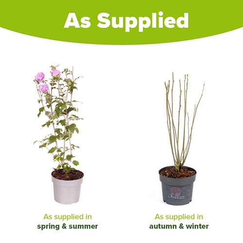 Hibiscus Chiffon Lavender Hibiscus Chiffon Lavender