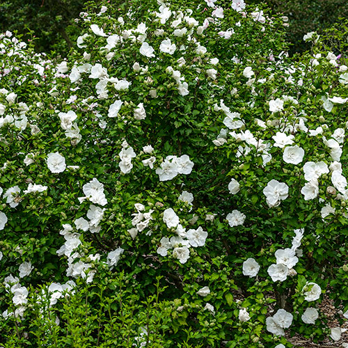 Hibiscus Syriacus White Chiffon Hibiscus Syriacus White Chiffon