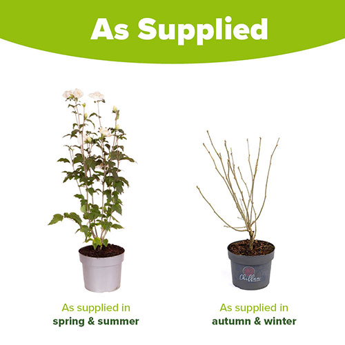 Hibiscus Syriacus White Chiffon Hibiscus Syriacus White Chiffon