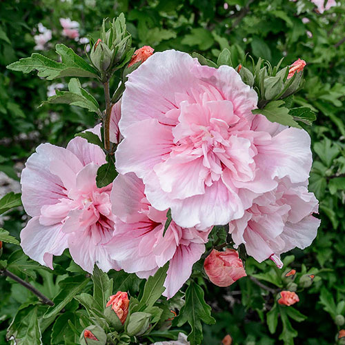 Hibiscus Chiffon Pink Hibiscus Chiffon Pink