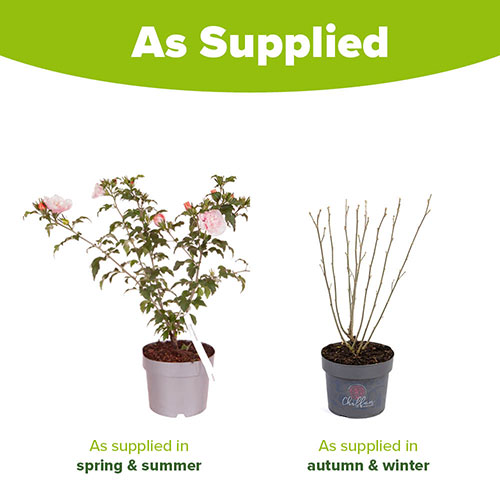 Hibiscus Chiffon Pink Hibiscus Chiffon Pink