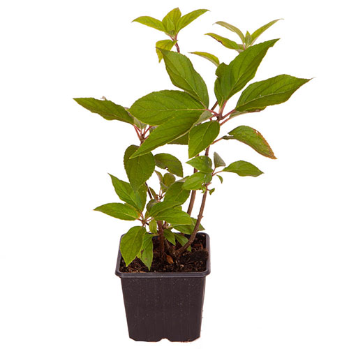 Hydrangea paniculata Limelight Hydrangea paniculata Limelight