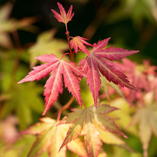 Acer palmatum Orange Dream Acer palmatum Orange Dream