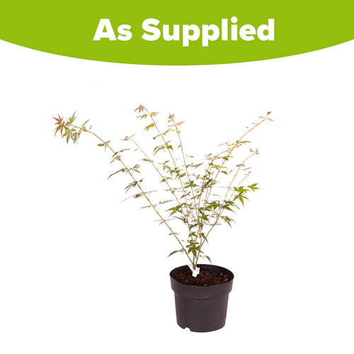 Acer palmatum Orange Dream Acer palmatum Orange Dream