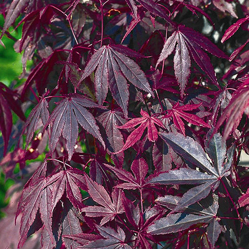 Acer palmatum Atropurpureum Acer palmatum Atropurpureum