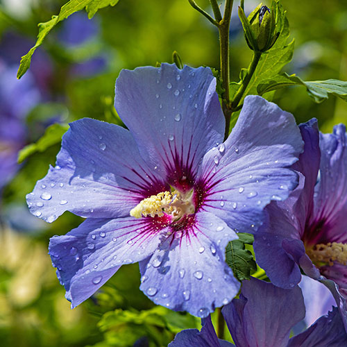 Tricolour Hibiscus Tricolour Hibiscus