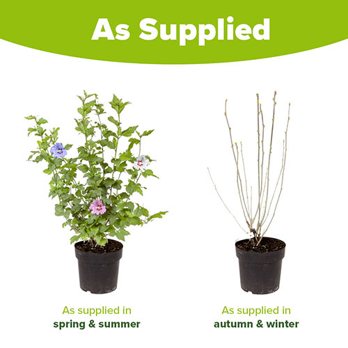 Tricolour Hibiscus Tricolour Hibiscus