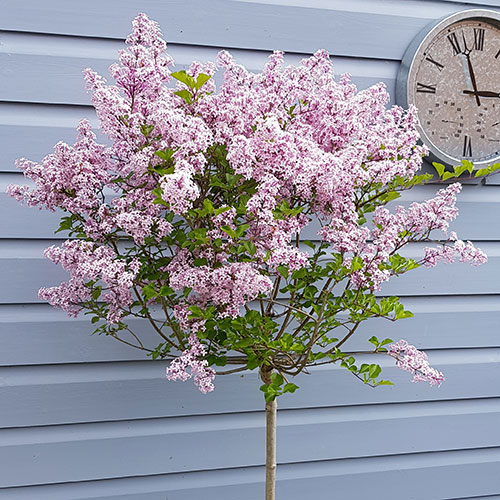Lilac Syringa Palibin Standard Lilac Syringa Palibin Standard