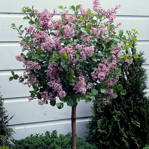 Lilac Syringa Palibin Standard Lilac Syringa Palibin Standard