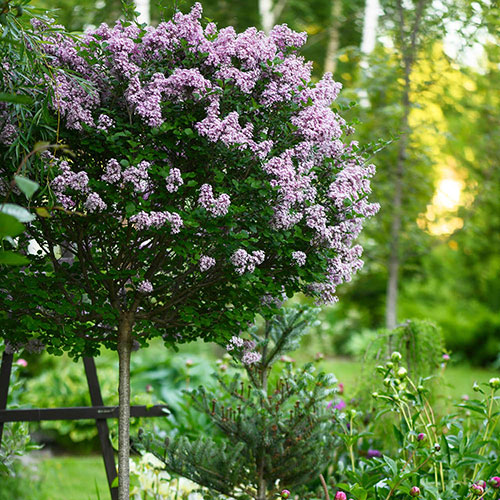 Lilac Syringa Palibin Standard Lilac Syringa Palibin Standard
