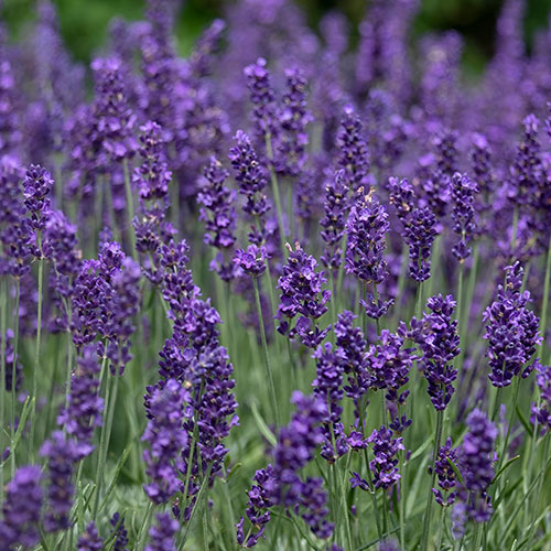 English Lavender Hidcote Hedging English Lavender Hidcote Hedging