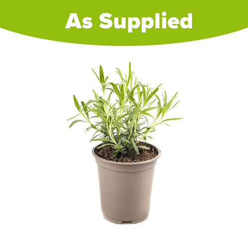 English Lavender Hidcote Hedging English Lavender Hidcote Hedging