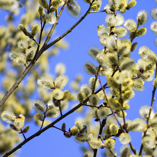 Weeping Willow Kilmarnock Weeping Willow Kilmarnock