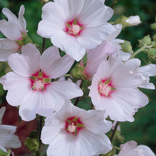 Patio Lavatera Mallow Barnsley Baby Patio Lavatera Mallow Barnsley Baby