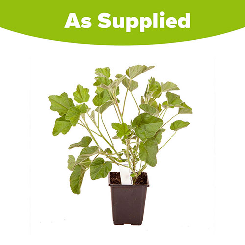 Patio Lavatera Mallow Barnsley Baby Patio Lavatera Mallow Barnsley Baby