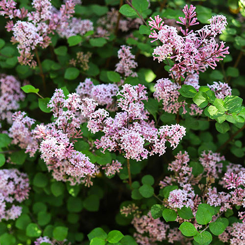 Lilac Syringa Palibin