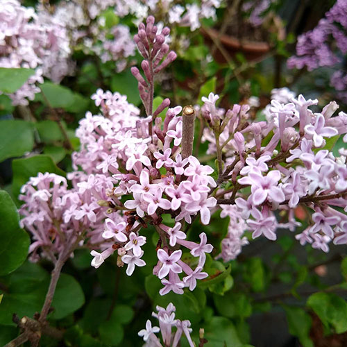 Lilac Syringa Palibin Lilac Syringa Palibin