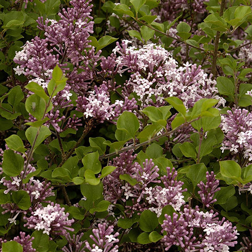 Lilac Syringa Palibin Lilac Syringa Palibin