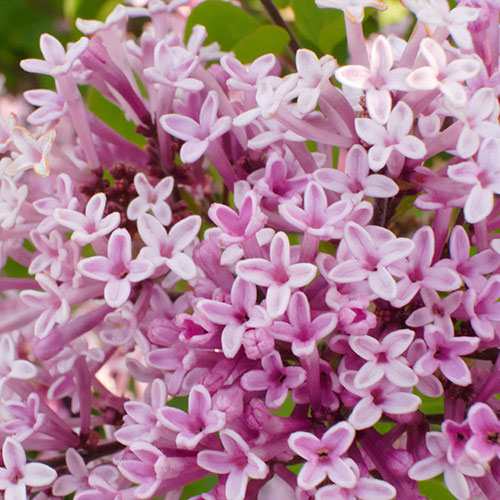 Lilac Syringa Palibin Lilac Syringa Palibin