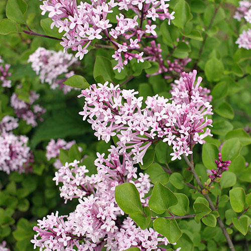 Lilac Syringa Palibin Lilac Syringa Palibin