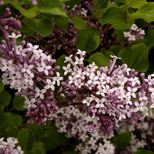 Lilac Syringa Palibin Lilac Syringa Palibin