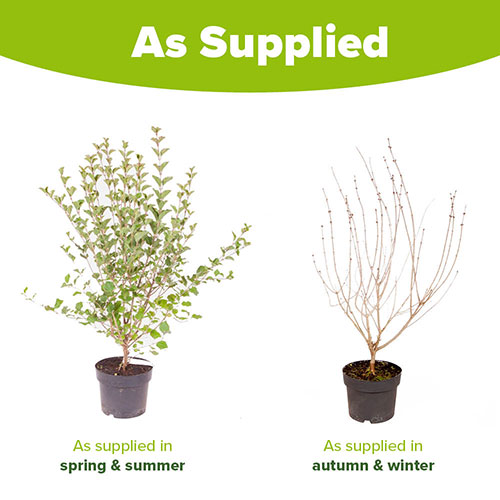 Lilac Syringa Palibin Lilac Syringa Palibin