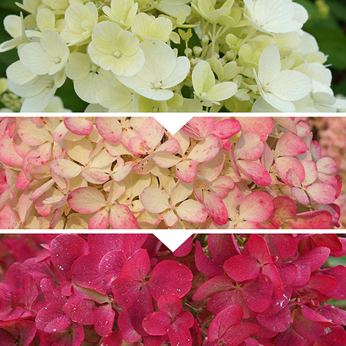 Hydrangea paniculata Diamant Rouge Hydrangea paniculata Diamant Rouge