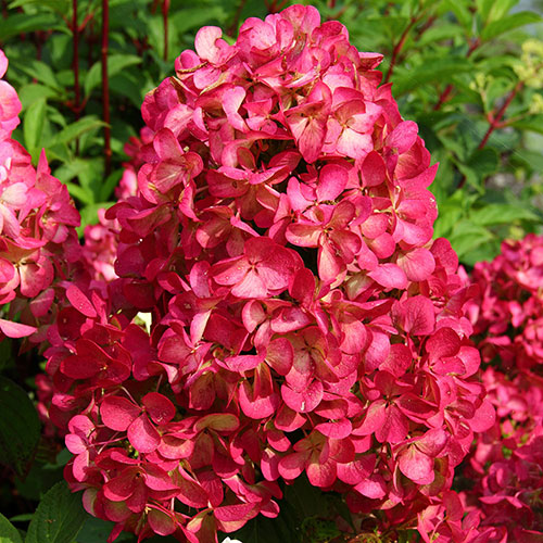 Hydrangea paniculata Diamant Rouge Hydrangea paniculata Diamant Rouge