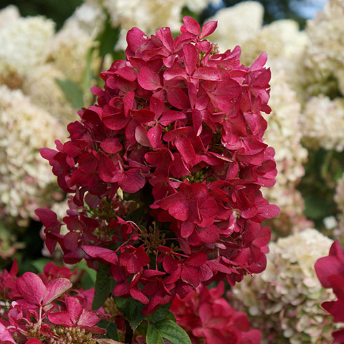 Hydrangea paniculata Diamant Rouge Hydrangea paniculata Diamant Rouge