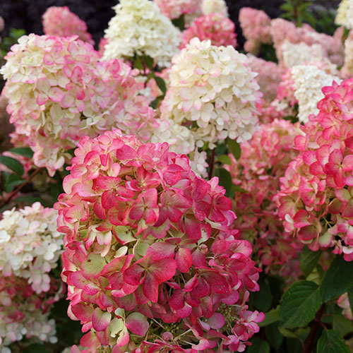 Hydrangea paniculata Diamant Rouge Hydrangea paniculata Diamant Rouge