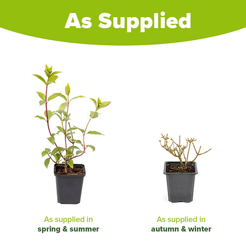 Hydrangea paniculata Diamant Rouge Hydrangea paniculata Diamant Rouge