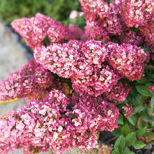 Hydrangea paniculata Sundae Fraise