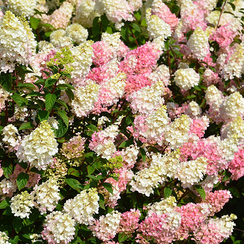 Hydrangea paniculata Sundae Fraise Hydrangea paniculata Sundae Fraise
