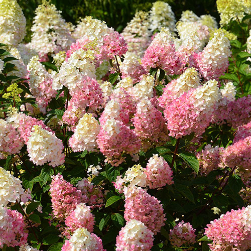 Hydrangea paniculata Sundae Fraise Hydrangea paniculata Sundae Fraise