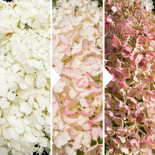 Hydrangea paniculata Silver Dollar Hydrangea paniculata Silver Dollar