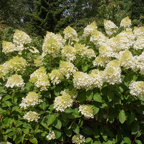 Hydrangea paniculata Silver Dollar Hydrangea paniculata Silver Dollar
