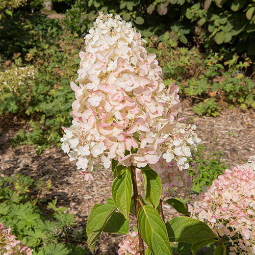 Hydrangea paniculata Silver Dollar Hydrangea paniculata Silver Dollar