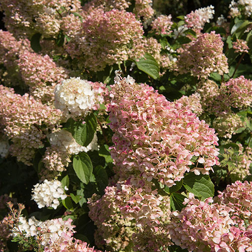 Hydrangea paniculata Silver Dollar Hydrangea paniculata Silver Dollar