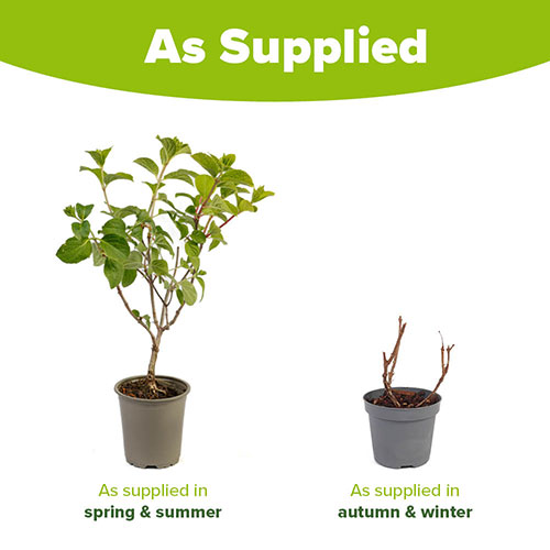 Hydrangea paniculata Silver Dollar Hydrangea paniculata Silver Dollar