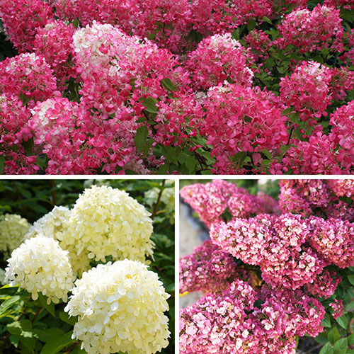 Hydrangea paniculata Collection