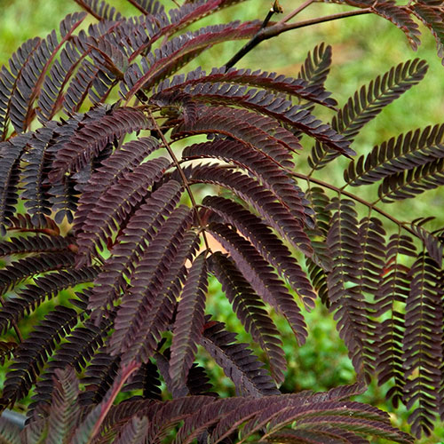 Summer Chocolate Purple Silk Tree Summer Chocolate Purple Silk Tree