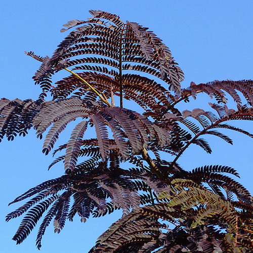 Summer Chocolate Purple Silk Tree Summer Chocolate Purple Silk Tree