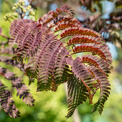 Summer Chocolate Purple Silk Tree Summer Chocolate Purple Silk Tree