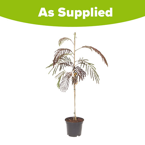 Summer Chocolate Purple Silk Tree Summer Chocolate Purple Silk Tree