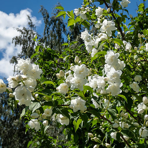 Mock Orange Philadelphus Virginal Mock Orange Philadelphus Virginal