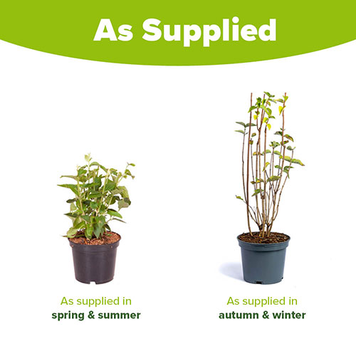 Mock Orange Philadelphus Virginal Mock Orange Philadelphus Virginal