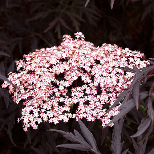 Sambucus nigra Black Lace Sambucus nigra Black Lace