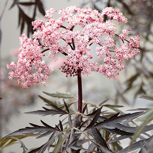 Sambucus nigra Black Lace Sambucus nigra Black Lace